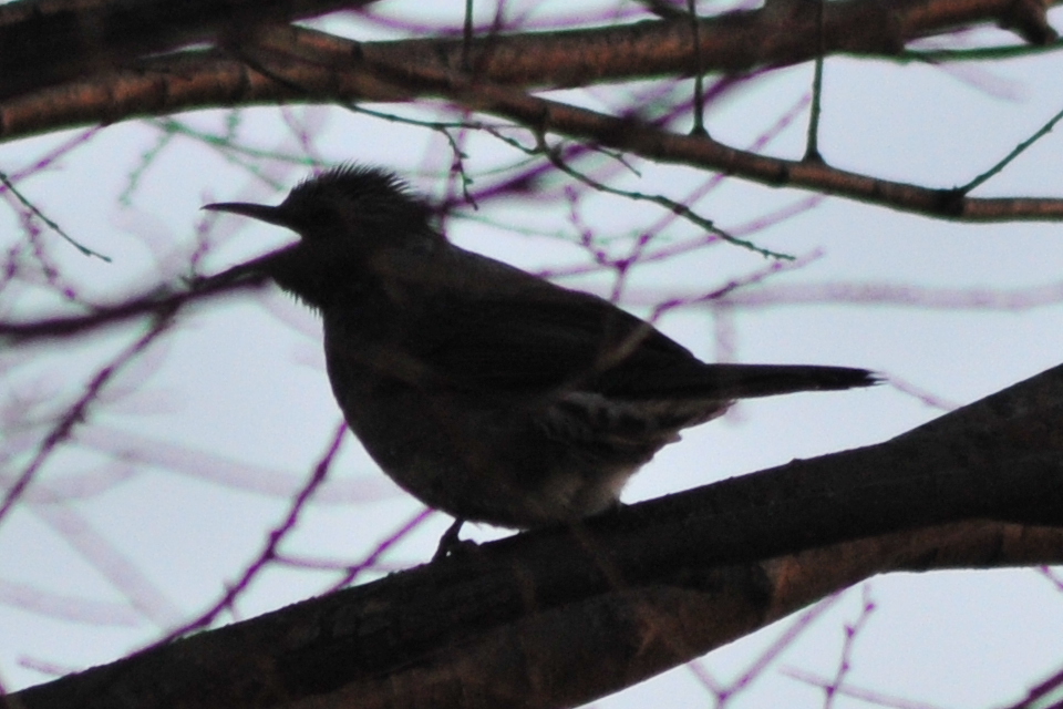 Photo of Brown-eared Bulbul at 柴山沼 by Lalxu