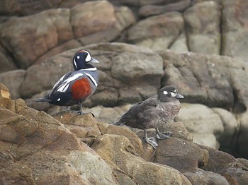 シノリガモ 平磯海岸 2019年3月1日(金)