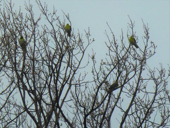 White-bellied Green Pigeon Hattori Ryokuchi Park Wed, 3/6/2019