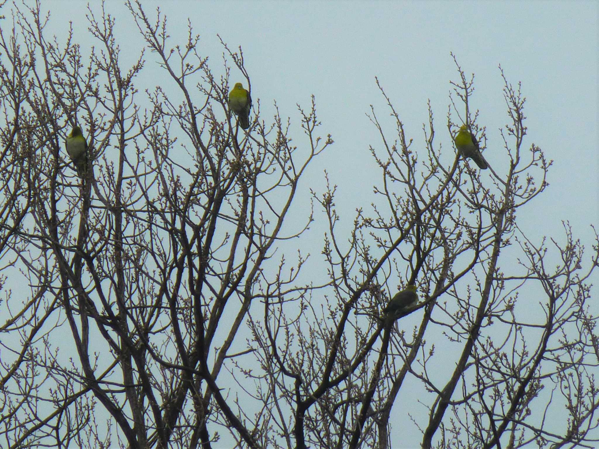 Photo of White-bellied Green Pigeon at Hattori Ryokuchi Park by マル