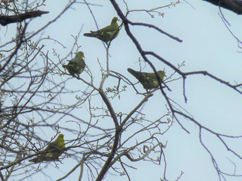 White-bellied Green Pigeon Hattori Ryokuchi Park Wed, 3/6/2019