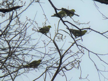 White-bellied Green Pigeon Hattori Ryokuchi Park Wed, 3/6/2019