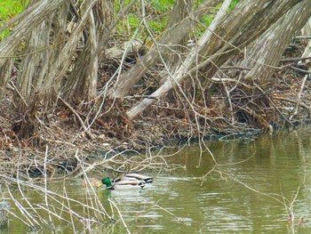 Mallard Hattori Ryokuchi Park Wed, 3/6/2019