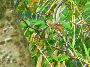 Daurian Redstart Hattori Ryokuchi Park Wed, 3/6/2019