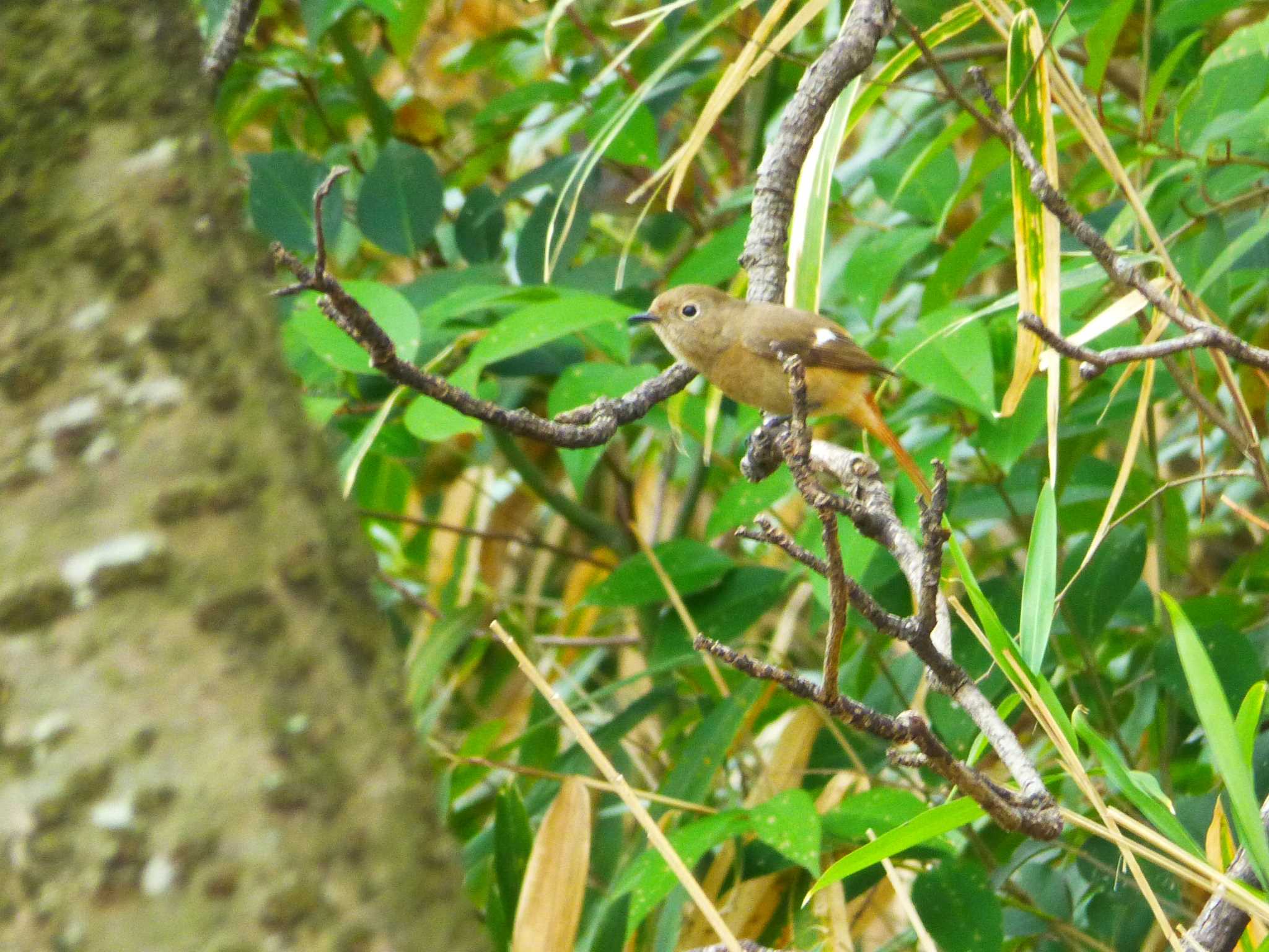 Photo of Daurian Redstart at Hattori Ryokuchi Park by マル