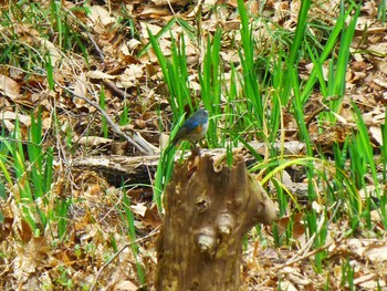 Red-flanked Bluetail Hattori Ryokuchi Park Wed, 3/6/2019