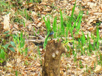 Red-flanked Bluetail Hattori Ryokuchi Park Wed, 3/6/2019