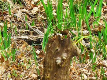 Eurasian Wren Hattori Ryokuchi Park Wed, 3/6/2019