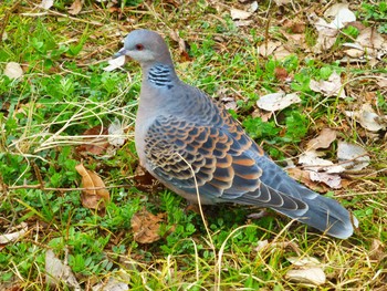 Oriental Turtle Dove Hattori Ryokuchi Park Wed, 3/6/2019