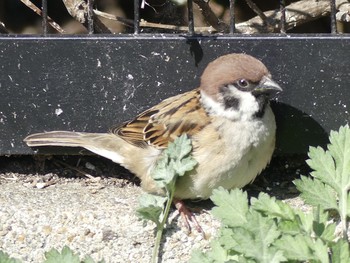 Eurasian Tree Sparrow 東山動植物園 Tue, 3/5/2019