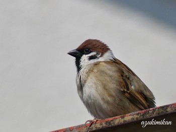 Eurasian Tree Sparrow 東山動植物園 Tue, 2/26/2019