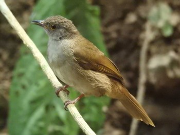 Spectacled Bulbul