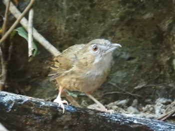 Abbott's Babbler タイ南部 Thu, 2/21/2019