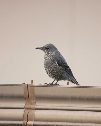 Blue Rock Thrush 平磯海岸 Fri, 3/1/2019