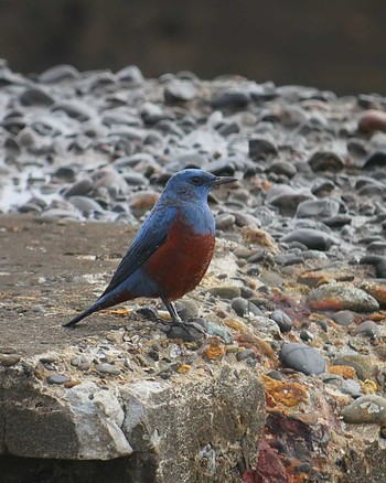 Blue Rock Thrush 平磯海岸 Fri, 3/1/2019