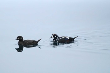 シノリガモ 茨城県 2019年3月3日(日)