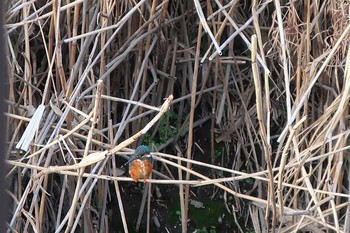 カワセミ 伝宇川 2019年2月22日(金)