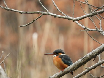 Common Kingfisher 川口市 Wed, 2/27/2019