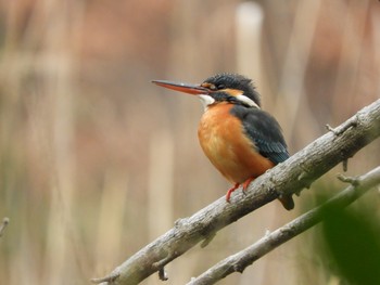 Common Kingfisher 川口市 Wed, 2/27/2019