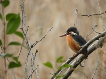 Common Kingfisher 川口市 Wed, 2/27/2019