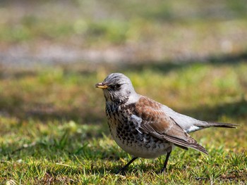 Fieldfare 山口県 岩国市 Fri, 2/15/2013