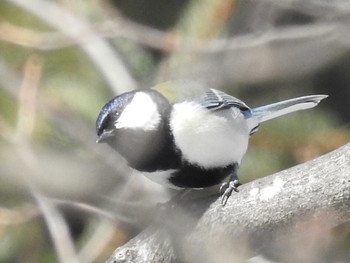 シジュウカラ 屯田防風林 2019年3月7日(木)