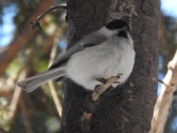 ハシブトガラ 屯田防風林 2019年3月7日(木)