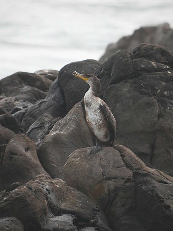 ウミウ 平磯海岸 2019年3月1日(金)