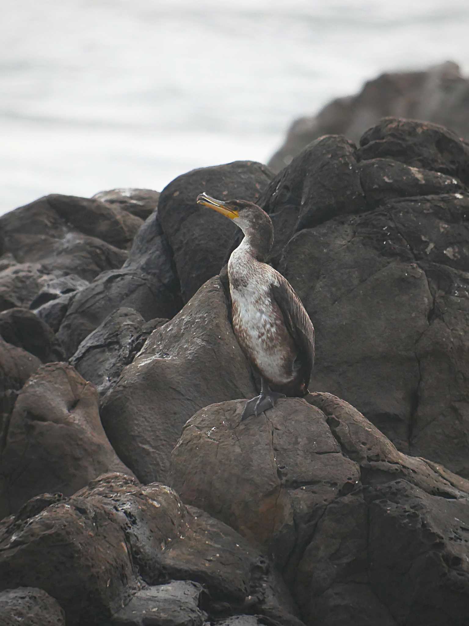 Photo of Japanese Cormorant at 平磯海岸 by のりさん