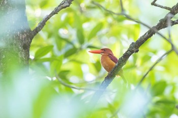 アカショウビン アオパンガー国立公園 2019年2月28日(木)