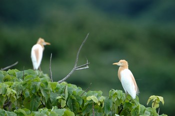 アマサギ 石垣島 2006年4月29日(土)