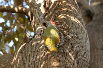 2019年3月5日(火) 三ツ池公園(横浜市鶴見区)の野鳥観察記録