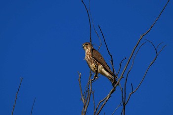 Sharp-shinned Hawk La Paz(Mexico) Wed, 12/26/2018