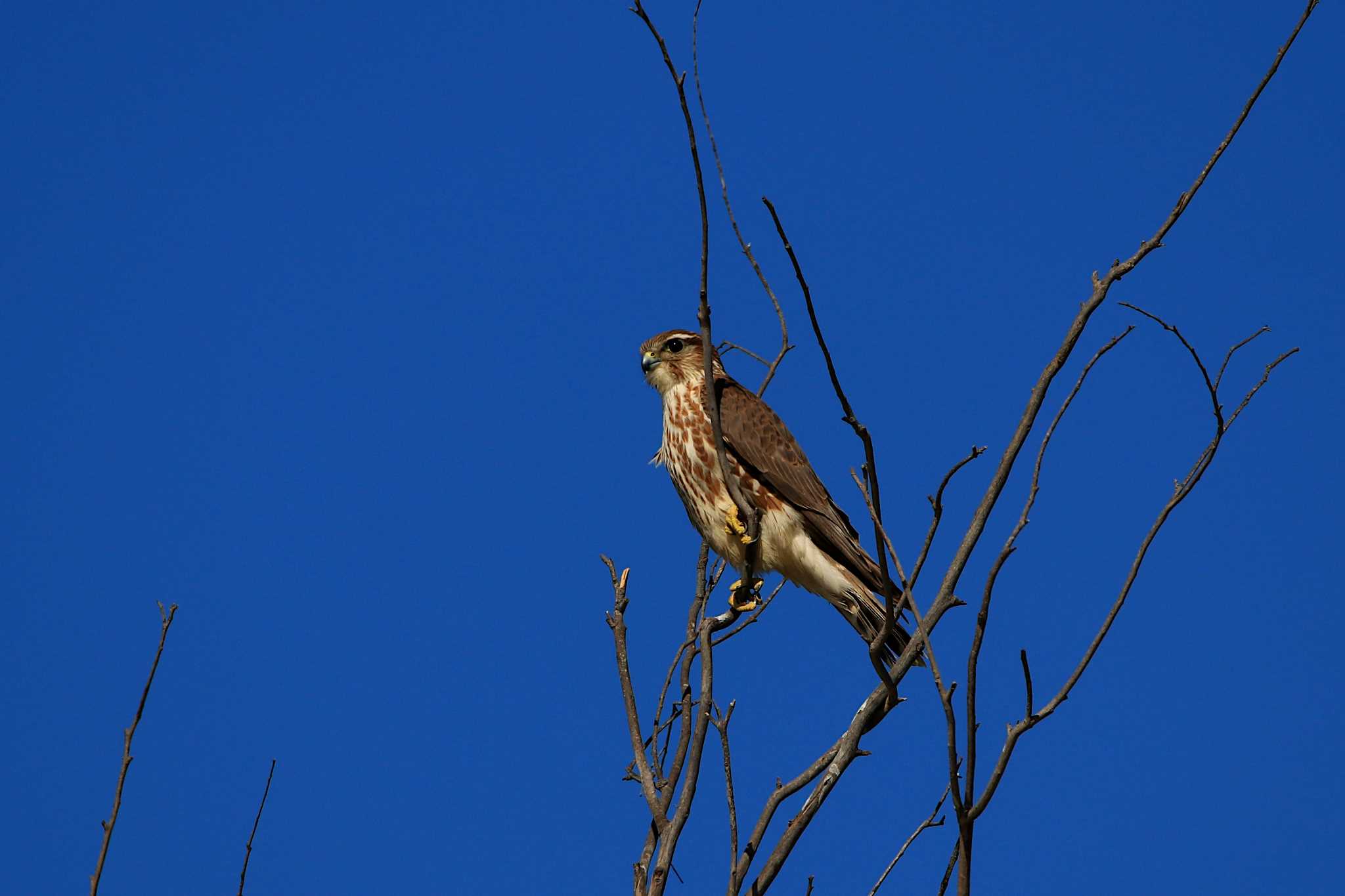 Photo of Sharp-shinned Hawk at La Paz(Mexico) by とみやん