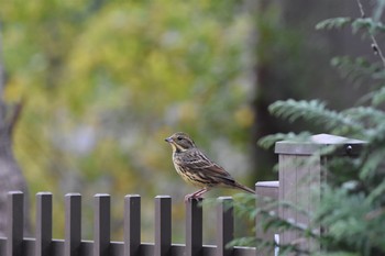 2017年11月9日(木) 古河市の野鳥観察記録