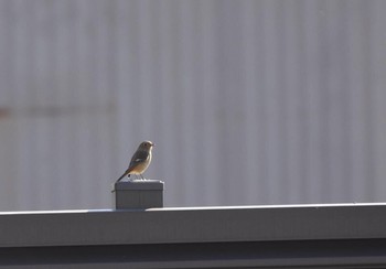 2017年11月9日(木) 東京都文京区の野鳥観察記録