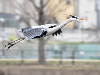 アオサギ 場所が不明 2019年3月6日(水)