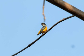 2019年2月27日(水) Krua Rommaiの野鳥観察記録