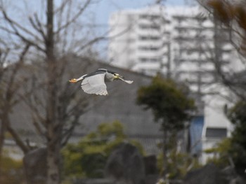 ゴイサギ 場所が不明 2019年3月6日(水)