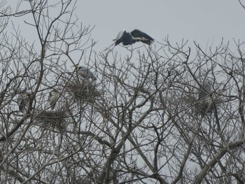 2019年3月6日(水) 思川(観晃橋付近)の野鳥観察記録