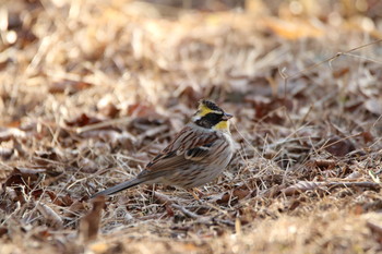 Yellow-throated Bunting Unknown Spots Tue, 1/29/2019