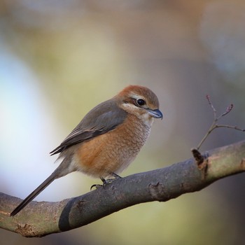 Bull-headed Shrike Unknown Spots Mon, 2/4/2019