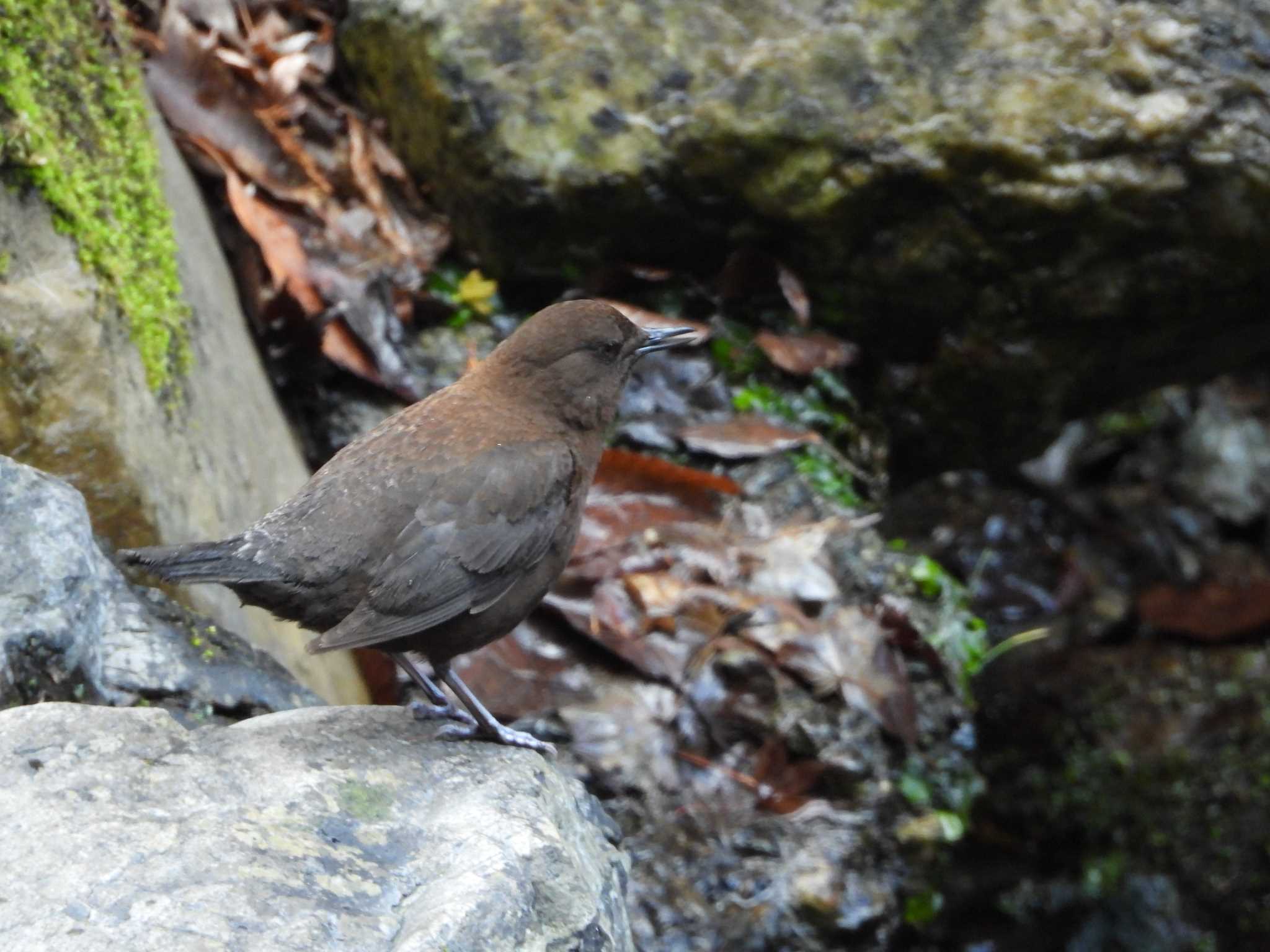 Photo of Brown Dipper at 養老公園 by ひなそら