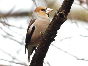 シメ 養老公園 2019年3月7日(木)