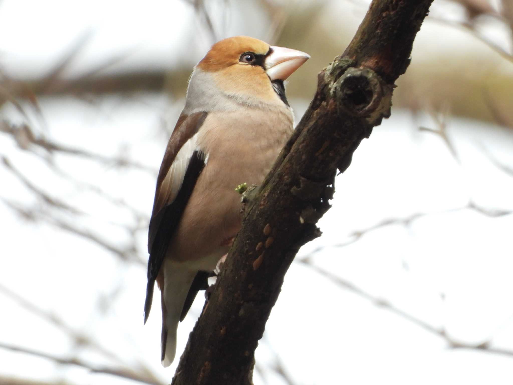 Photo of Hawfinch at 養老公園 by ひなそら