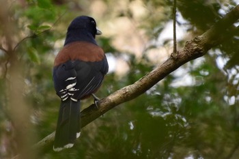 Lidth's Jay Amami Island(General) Mon, 2/18/2019