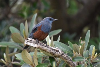 Blue Rock Thrush Amami Island(General) Tue, 2/19/2019