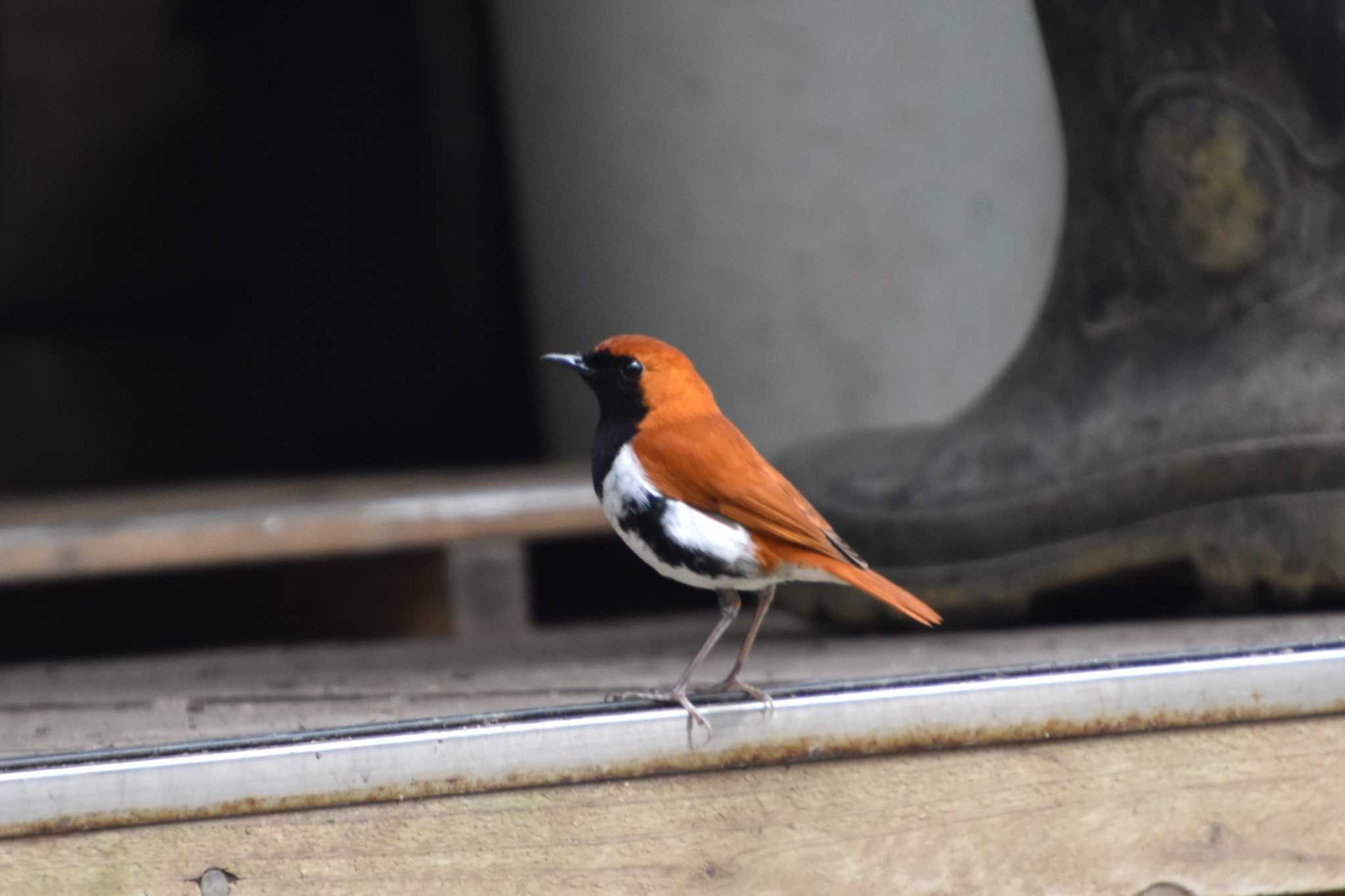 Photo of Ryukyu Robin at Amami Island(General) by AK1952