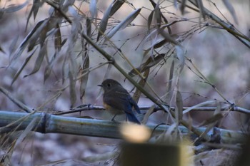 Red-flanked Bluetail North Inba Swamp Sat, 1/19/2019