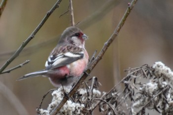 Siberian Long-tailed Rosefinch 千葉県 Thu, 1/10/2019